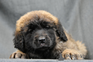 Photo №4. Je vais vendre chien bâtard en ville de Minsk. de la fourrière, éleveur - prix - 1250€