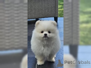 Photo №3. Pomérane de race pure / nains avec table d'ascendance. Allemagne