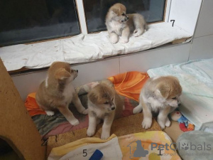 Photo №1. akita (chien) - à vendre en ville de Garmisch-Partenkirchen | Gratuit | Annonce №129449