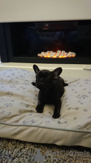 Photo №4. Je vais vendre bouledogue en ville de Aschaffenburg. annonce privée - prix - 400€