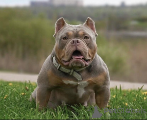 Photos supplémentaires: American Bully Kennel propose des chiots à la réservation