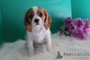 Photo №1. cavalier king charles spaniel - à vendre en ville de Дублин | Gratuit | Annonce №124158