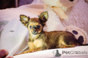 Photo №2 de l'annonce № 81722 de la vente petit chien russe - acheter à Fédération de Russie annonce privée