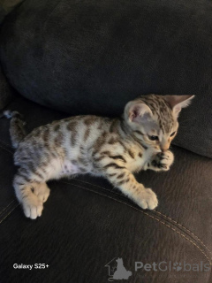 Photo №1. bengal - à vendre en ville de Uppsala | 750€ | Annonce № 153201