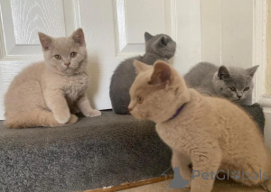 Photo №1. british shorthair - à vendre en ville de Lisbonne | Gratuit | Annonce № 165351
