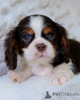 Photo №1. cavalier king charles spaniel - à vendre en ville de Coovol | négocié | Annonce №157218