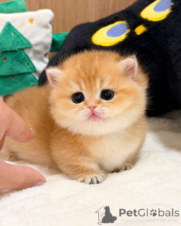 Photo №2 de l'annonce № 165877 de la vente british shorthair - acheter à Allemagne éleveur