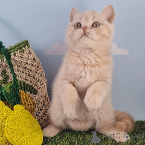 Photo №2 de l'annonce № 161251 de la vente british shorthair - acheter à Luxembourg 