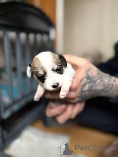 Photo №2 de l'annonce № 163984 de la vente maltipu - acheter à USA annonce privée