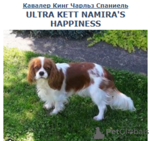 Photos supplémentaires: CHIOTS Épagneul Cavalier King Charles