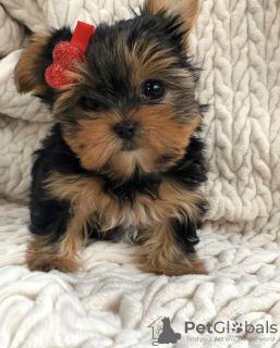 Photo №2 de l'annonce № 97816 de la vente yorkshire terrier - acheter à L'Autriche annonce privée