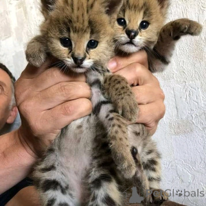 Photo №2 de l'annonce № 166068 de la vente savannah - acheter à Allemagne annonce privée, éleveur