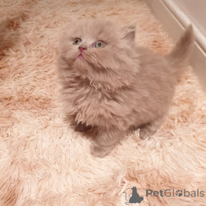 Photo №3. Pedigree enregistré British Shorthair. Allemagne