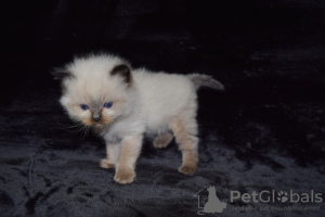 Photo №3. Chatons Ragdoll vérifiés par le vétérinaire disponibles pour les foyers aimants. Espagne