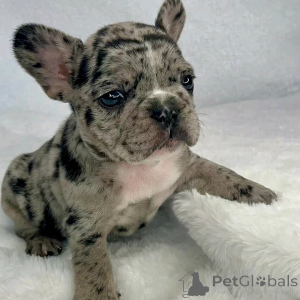 Photo №1. bouledogue - à vendre en ville de Флорида Сити | 1594€ | Annonce №138959