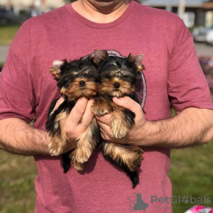 Photo №1. yorkshire terrier - à vendre en ville de Munich | 208€ | Annonce №42919