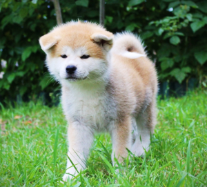 Photo №3. Chiots japonais Akita Inu Hachiko. Ukraine