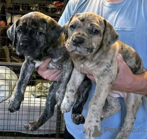 Photo №2 de l'annonce № 173408 de la vente cane corso - acheter à Danemark annonce privée, éleveur