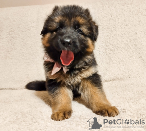 Photo №4. Je vais vendre berger allemand en ville de Kozy. éleveur - prix - 1000€