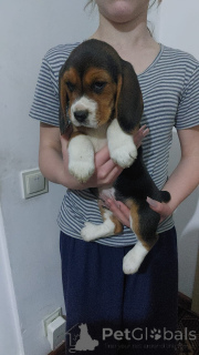 Photo №3. Chiots à vendre 4 filles et 4 garçons. Allemagne