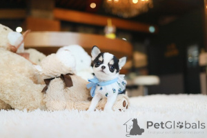 Photo №2 de l'annonce № 155039 de la vente chihuahua - acheter à USA éleveur