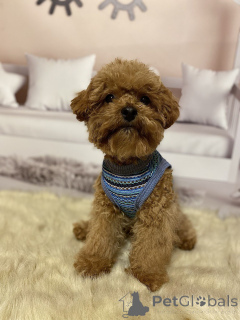 Photo №2 de l'annonce № 158841 de la vente chien bâtard - acheter à Allemagne annonce privée, éleveur