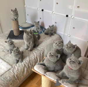 Photo №1. british shorthair - à vendre en ville de Paris | 800€ | Annonce № 13996