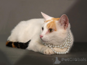 Photo №2 de l'annonce № 155866 de la vente  - acheter à Fédération de Russie annonce privée