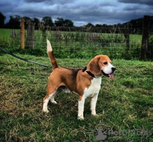 Photos supplémentaires: Pedigree des chiots Beagle