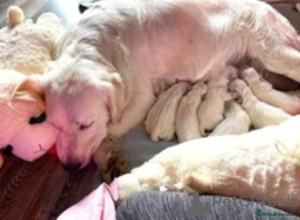 Photo №1. golden retriever - à vendre en ville de Arpela | négocié | Annonce №169265