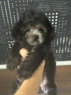 Photo №1. caniche (nain) - à vendre en ville de Krasnodar | 2479€ | Annonce №155131