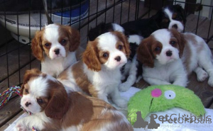Photo №1. cavalier king charles spaniel - à vendre en ville de OSLO | négocié | Annonce №175035