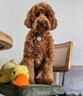 Photo №1. labradoodle - à vendre en ville de Anderny | 850€ | Annonce №157667