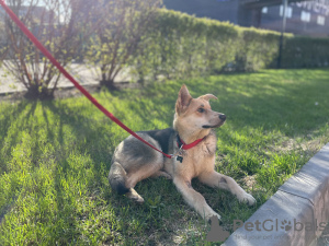 Photo №1. chien bâtard - à vendre en ville de Москва | Gratuit | Annonce №104679