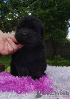 Photo №2 de l'annonce № 10827 de la vente  - acheter à Biélorussie éleveur