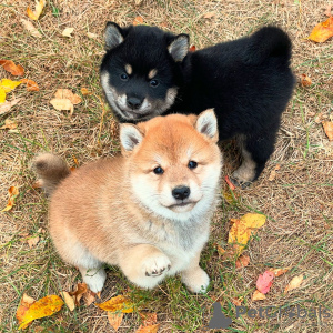 Photo №1. shiba - à vendre en ville de Berne | négocié | Annonce №123437