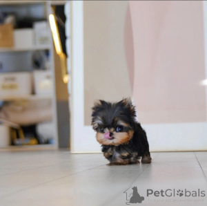 Photo №4. Je vais vendre chien bâtard en ville de Los Angeles. annonce privée, de la fourrière - prix - 484€