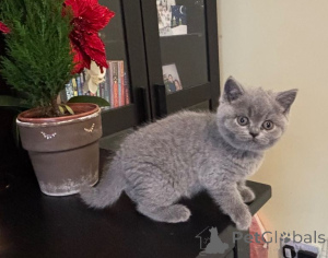 Photo №1. british shorthair - à vendre en ville de Anvers | Gratuit | Annonce № 161600
