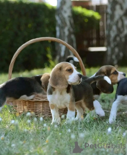 Photo №3. Ce gentil petit chiot est maintenant disponible à l'adoption ! Nous ne. Espagne