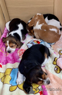 Photo №4. Je vais vendre beagle en ville de tchèque. annonce privée, éleveur - prix - 800€