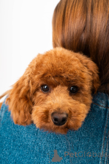 Photo №1. caniche (nain) - à vendre en ville de Kontich | 3000€ | Annonce №141729
