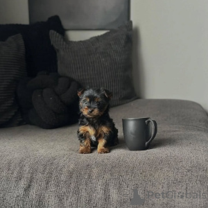 Photo №4. Je vais vendre yorkshire terrier en ville de Edingen-Neckarhausen. éleveur - prix - 242€