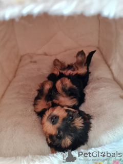 Photo №2 de l'annonce № 103529 de la vente yorkshire terrier - acheter à Allemagne annonce privée