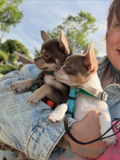 Photo №1. chihuahua - à vendre en ville de Prague | négocié | Annonce №171204