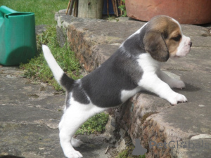 Photo №1. beagle - à vendre en ville de Ljubljana | 250€ | Annonce №117962