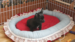 Photo №4. Je vais vendre chihuahua en ville de Perm. de la fourrière, éleveur - prix - 474€