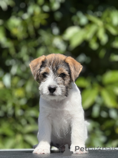 Photo №2 de l'annonce № 145202 de la vente jack russell terrier - acheter à Biélorussie de la fourrière