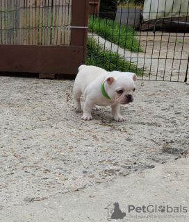 Photo №3. Chiots bouledogue français en bonne santé en Allemagne