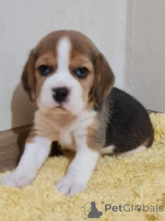 Photo №1. beagle - à vendre en ville de Anvers | négocié | Annonce №169646