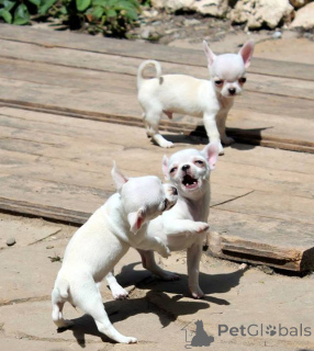 Photo №4. Je vais vendre chihuahua en ville de Getafe. annonce privée, de la fourrière, de l'abri, éleveur - prix - négocié